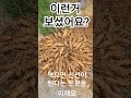 3년생심어서 5년만에 만난 천문동이에요^^