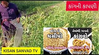 કાંગની ખેતી નો પ્રયોગ #કાંગનીકાપણી#kangnikheti|kaangvorecipe#indianfoodrecipr|@KISANSANVAD TV|