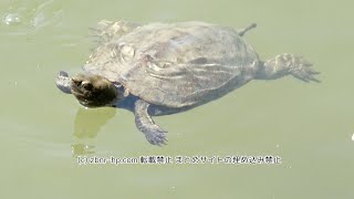 カメとコイのエサ争奪戦 Turtle and carp food battle 京都 平安神宮