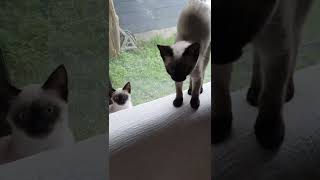 Taiyo and Tsuki the twins cats