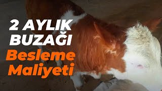 2 Aylık Orijinal Simental Buzağı'mızın Besleme Maliyeti - Can Meşe