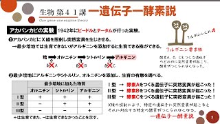 【高校生物】第41講「一遺伝子一酵素説」ビードルとテータムの実験・フェニルケトン尿症・アルビノ・アルカプトン尿症