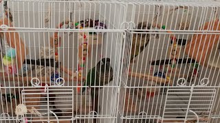 【ゆる】出せ出せよもちゃん。アピールすごい！　ウロコインコ　Green-cheeked parakeet　Pyrrhura molinae