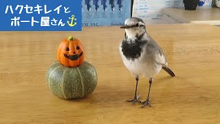 ハクセキレイくりちゃんのハロウィン🎵