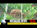 wild elephant attack മാനന്തവാടിയെ വിറപ്പിച്ച കാട്ടുകൊമ്പനെ മയക്കുവെടിവച്ചു wayanad mananthavady