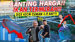 GREBEK PAKSA!! FARM PEMBESARAN IKAN DITENGAH KOTA, TERMURAH SE- INDONESIA!!