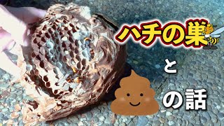 スズメバチの糞の秘密【駆除もするよ】 -Secret of the feces of the hornet.-