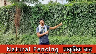 Live Natural Fencing  प्राकृतिक बाड़ । Natural fence plants #Farming #bamboofarming