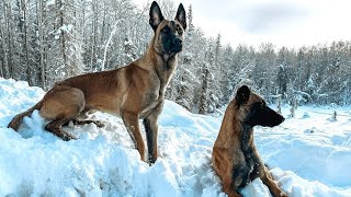 Life Through the Eyes of our Belgian Malinois - ALASKA style! 🐕 🐕