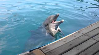 Singing dolphin