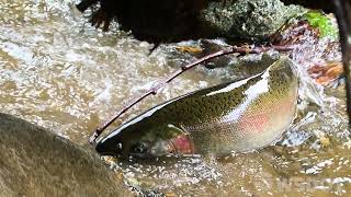 Siebert and Bagley Creeks: a WSDOT Fish Passage Project