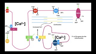 Excitation Contraction Coupling in the Heart