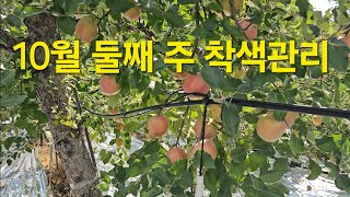 주말농장 두리농원- 10월9일 둘째 주 미얀마부사 착색관리