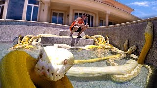 I Filled my Swimming Pool with GIANT SNAKES!! **scary**