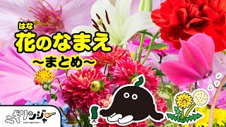 【幼児向け】お花の名前を覚えよう〜まとめ〜チューリップ、バラなど人気のお花がいっぱいだよ🌻お花を覚えて外で探してみよう♪