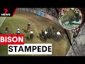 Bison stampede wows crowds at 2024 Royal Easter Show in Sydney | 7 News Australia