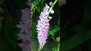 ঘৰত কপৌফুল ফুৰিছে💥🌄#assamesestatus  #কপৌফুল#orchid#youtubeshorts