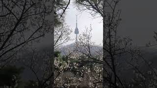 남산타워 *** N서울타워  seoul Tower  남산의 봄 Namsan spring 남산의 매화꽃 사이로 보이는 N 서울타워 ***