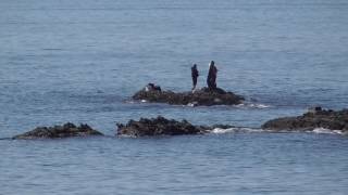 白浜町椿周辺地磯と沖磯