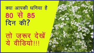 #धनिया की खेती से होगी अब #लाखों की #कमाई!  #Corianderfarming #Coriander