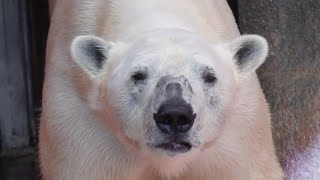 ホッキョクグマに氷のおやつプレゼントやってみたら・・・