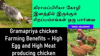 Gramapriya Chicken Benefits || Kozhi Valarpu || High Egg Laying Chicken ||   Tamil Velanmai