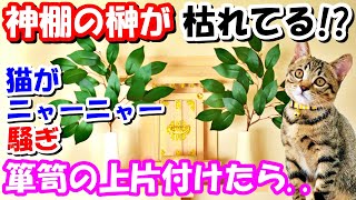 神棚の榊が左側だけ枯れてる!? 猫がニャーニャー騒ぎだした! 箪笥の上を片付けてたら仰天することが【猫の不思議な話】【朗読】