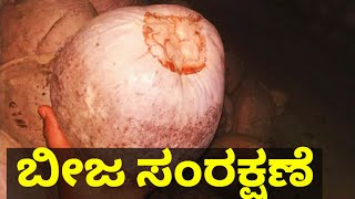 ಉನ್ನತ ದರ್ಜೆ ತಿಪಟೂರು ಟಾಲ್ ತೆಂಗಿನ ಬೀಜ ಸಂಗ್ರಹಣೆ|Tiptur Tall Quality Seed Nuts @d.lingappacoconutfarm