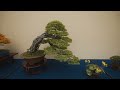 第42回 日本盆栽大観展 42nd nippon bonsai taikan exhibition