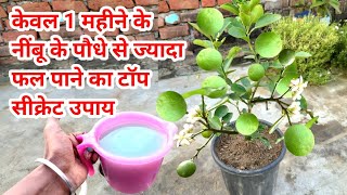 केवल 1 महीने के नींबू के पौधे से ज्यादा फल पाने का टॉप सीक्रेट उपाय/Best fertilizer for lemon tree