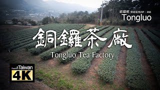 【4K】20230311 @ 銅鑼茶廠 Tongluo Tea Factory (Please turn on subtitles)