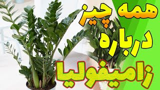 شرایط نگه داری از گیاه زامیفولیا✅ همه چیز درباره گیاه زامیفولیا