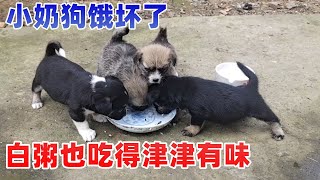 狗妈妈不在，几只小奶狗饿坏了，白粥也吃得津津有味