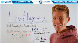 How Does Levothyroxine Work?