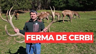 Ferma de cerbi - o afacere inedită