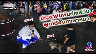 ประชาสัมพันธ์เซฟวัน พูดได้ยันภาษาหมา Yessir EP.49