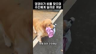 폭우 속에서 주인을 기다린 댕댕이, 우산을 물고 마중 나온 이유