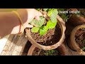 how to grow betel leaf plant in pot betel leaf plant at home tips for growing paan plant at home