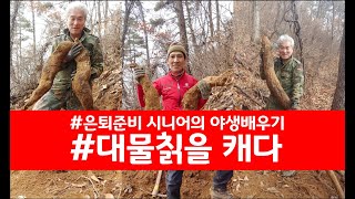 [4K화질] 대물 칡(Korean Big Wild Arrowroot), 약초버섯산행기, 여자에게 좋은 석류보다 620배 더, 숙취해소, 칡효능,칡부작용, 다큐