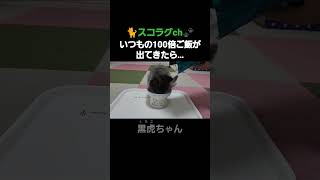 いつもの100倍ご飯が出てきたら…【🐈️#shorts 🐾】