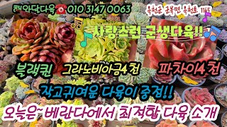 해와달다육에 작은군생들로 중점소개!! 사이즈좋은 군생들도 예뻐요!!