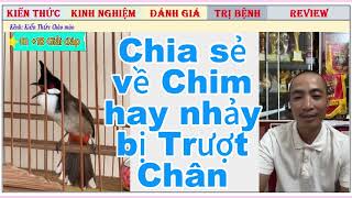 Những biểu hiện Chim tố chất khi Chim bị Ngoái và 18 Chia sẻ bổ ích từ nghệ nhân NTL