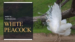 White Peacock / White Peafowl