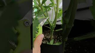 How To Lollipop Your Cannabis Plant #short #cannabis #lollipop  #organic