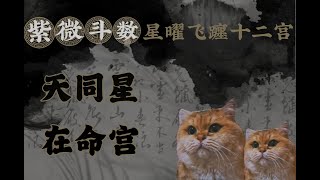 【紫微斗數初級講義】天同星在命宮|天同星在12宮躔度的狀況研究