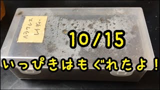 【ヘラクレスレイディ】一匹は大丈夫でした！！！10/15