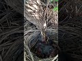 common babbler cuckoo babies #trending #shortfeed #viral #babies