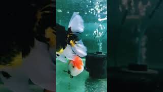 Imported Ornada tricolor goldfish. നിങ്ങളുടെ ഹോം അക്വേറിയത്തിന് ഒരു മികച്ച ഓപ്ഷൻ