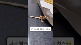 피자 박스에 들어가는 치즈… 😂#도마뱀#크레스티드게코#shorts#알고리즘떠라