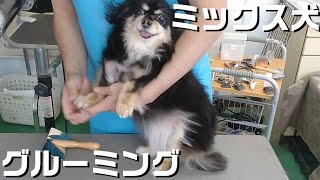 【トリミング】５倍速でわかる！ミックス犬のグルーミング【２８０時間目】　|　(5Xspeed)Grooming for Mongrel dog